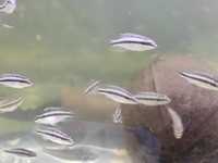 Попугайчик (Pelvicachromis pulcher)
