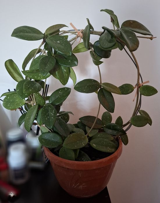 Hoia carnosa - Lacrima Maicii Domnului,