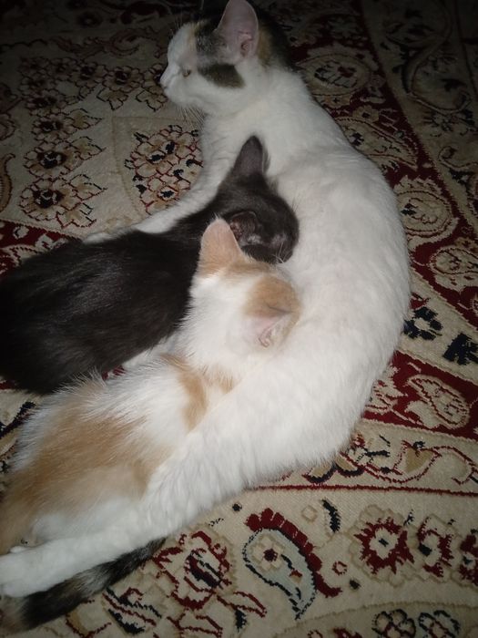 Маленькие котята,мальчики