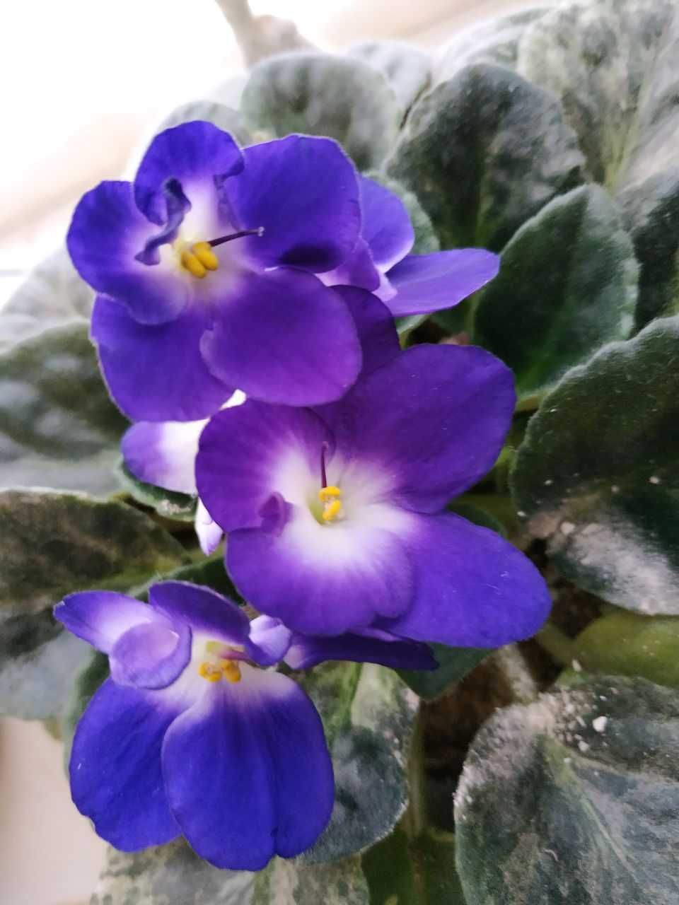 Фиалки, Fialki, Fialkalar, Violets