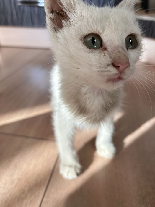 Еркек мысық 1 айлық жаңаөзен