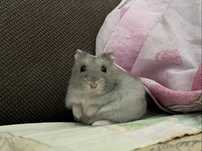 Vand hamster prietenos