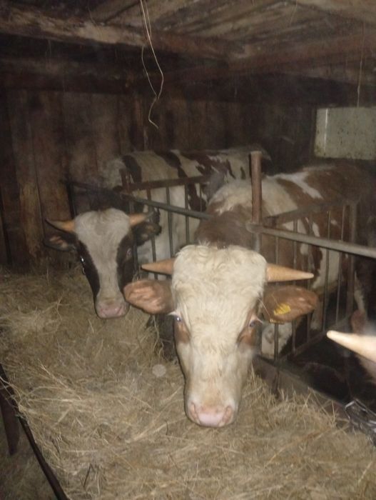 Продам быков 4головы