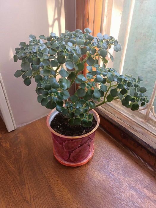 Аихризон (Дерево любви)