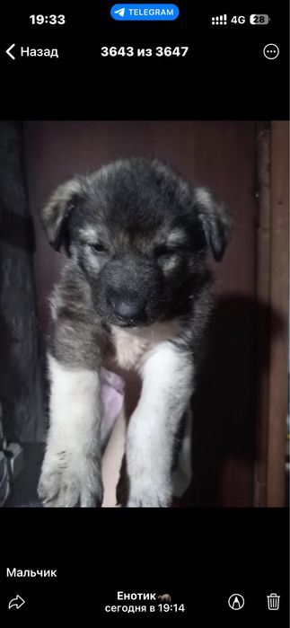 Малыши пару месяцев ищут дом