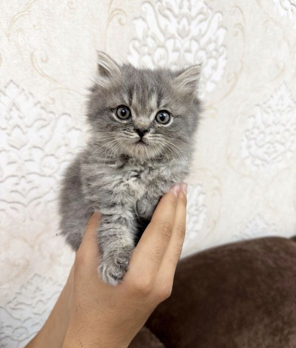 Скидкааа! Котята скотиш фолд