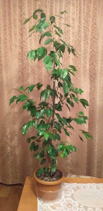 Продам цветок  Фикус бенжамино,высота 1.40, цена 5000тенге