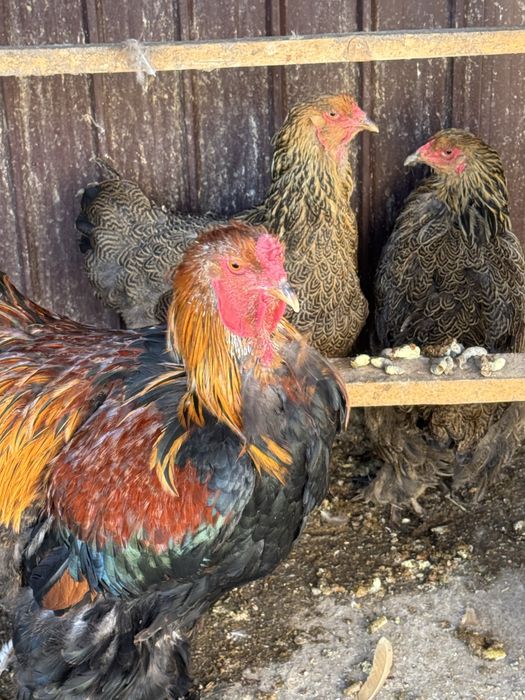 De vinzare porunbei satineti,americani ,gaini brahma