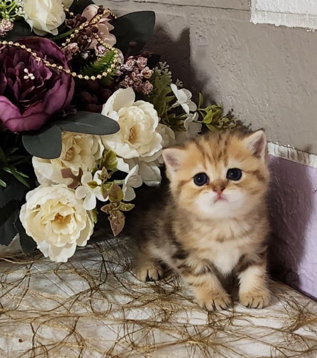 Британская короткошерстная !