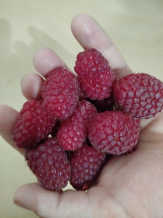 Vând drajoni de zmeura