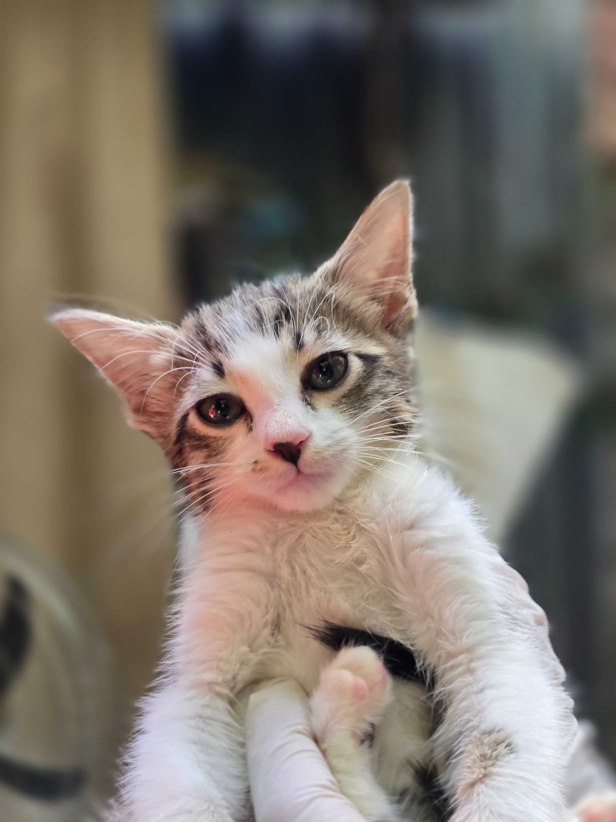 Котята, 1-2 месяца