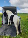 Transport animale/auto/inchirieri remorci