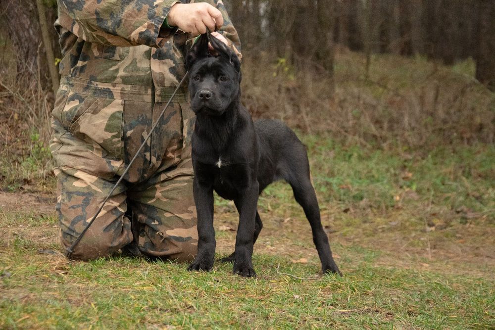 Cane Corso 5 luni Mascul