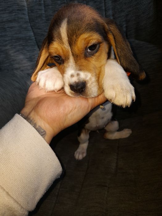 Oferta azi! Puiuti beagle tricolor și silver