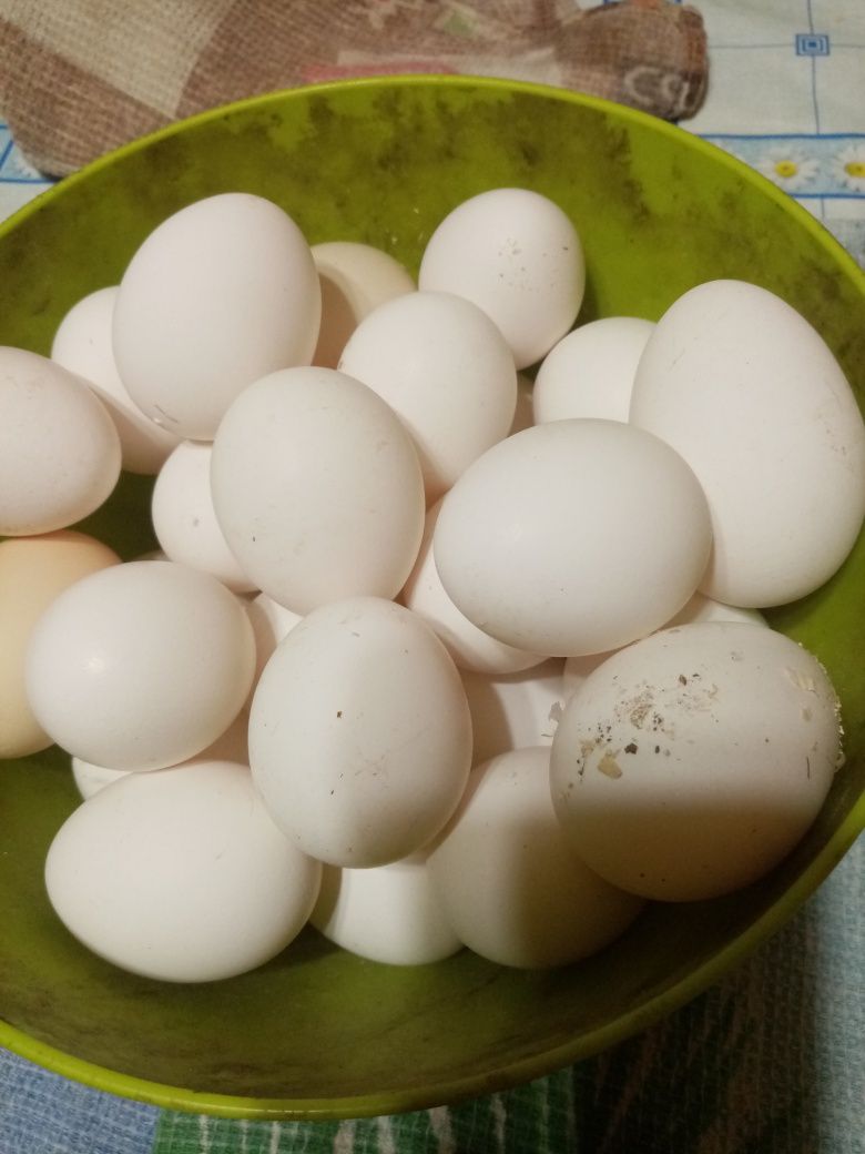 Домашние куринные яйца