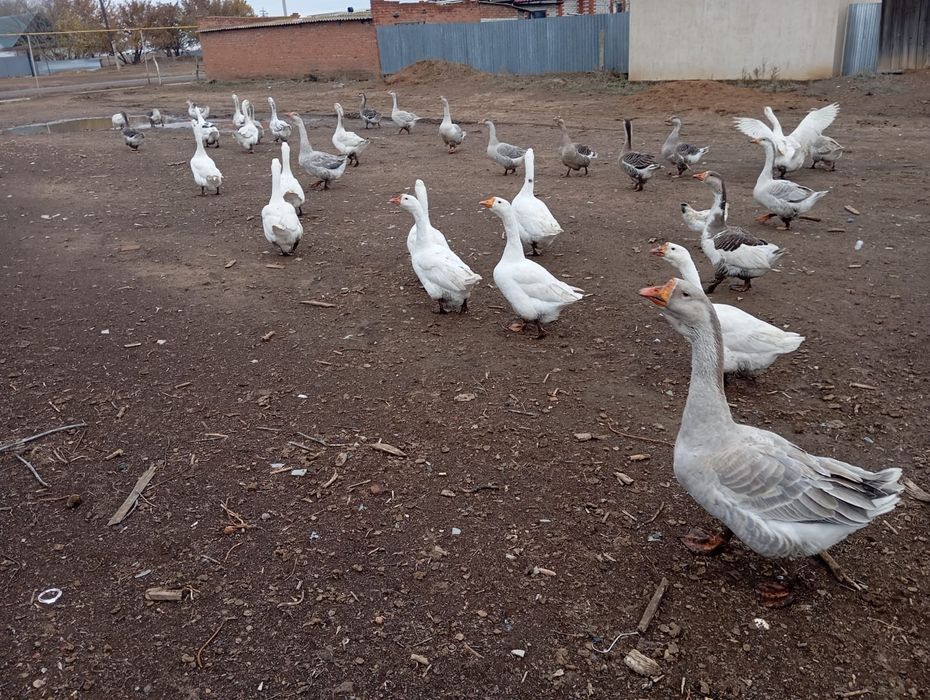 Продам гусей на племя и на мясо