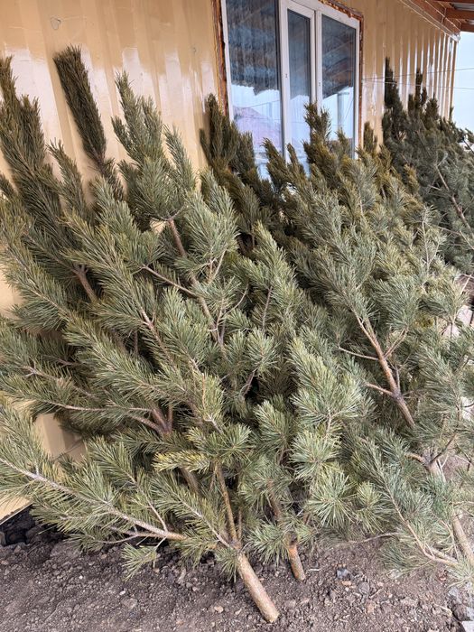 Сосна новогодняя