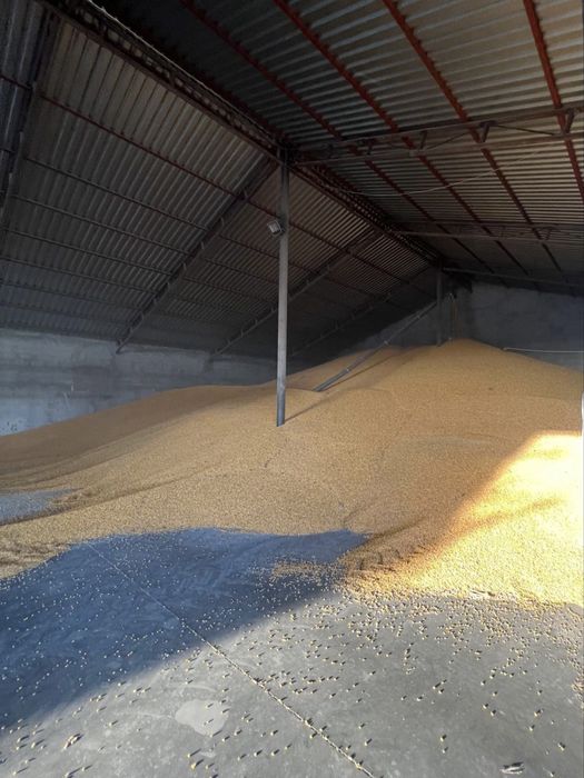 Vand porumb recolta 2025