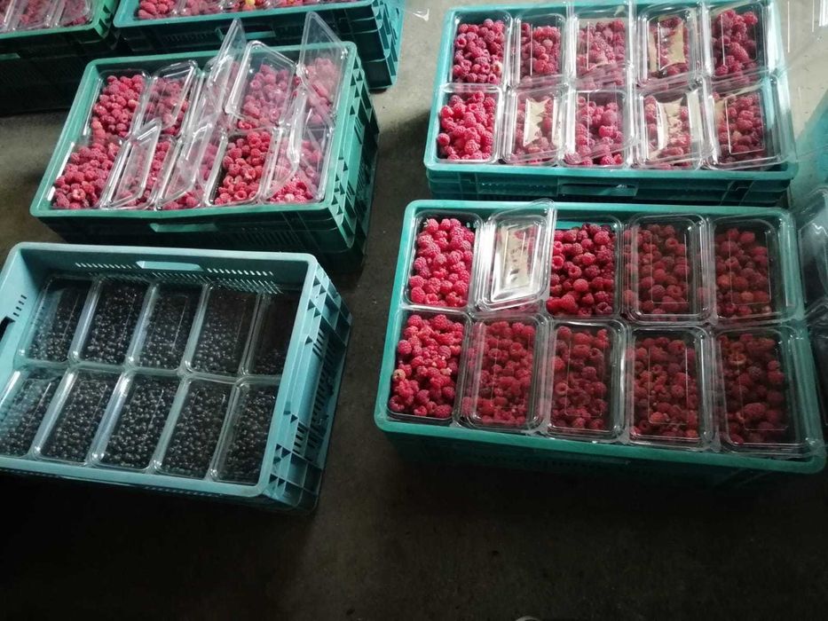 Vand Coacaz negru anul 3