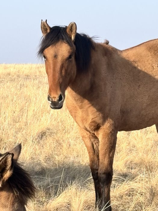 МЗ құнан сатылады