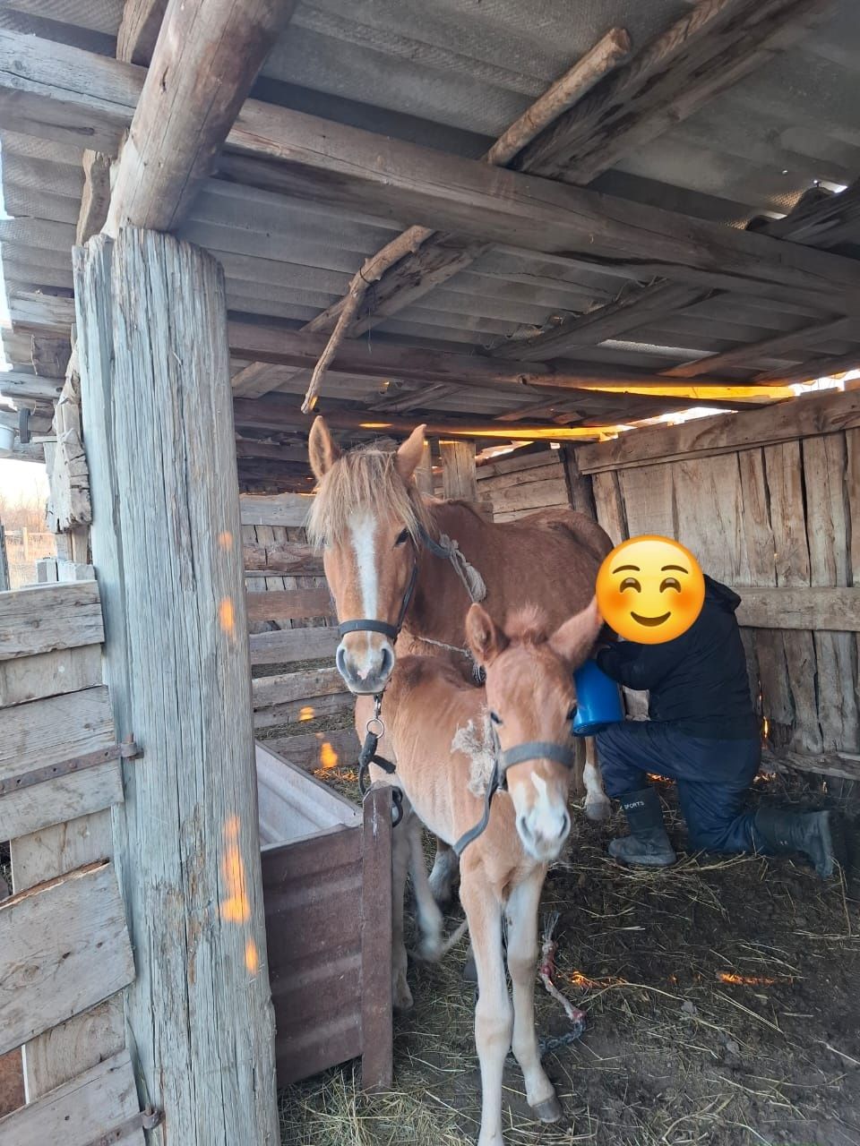 Продам кобылу с жеребёнком