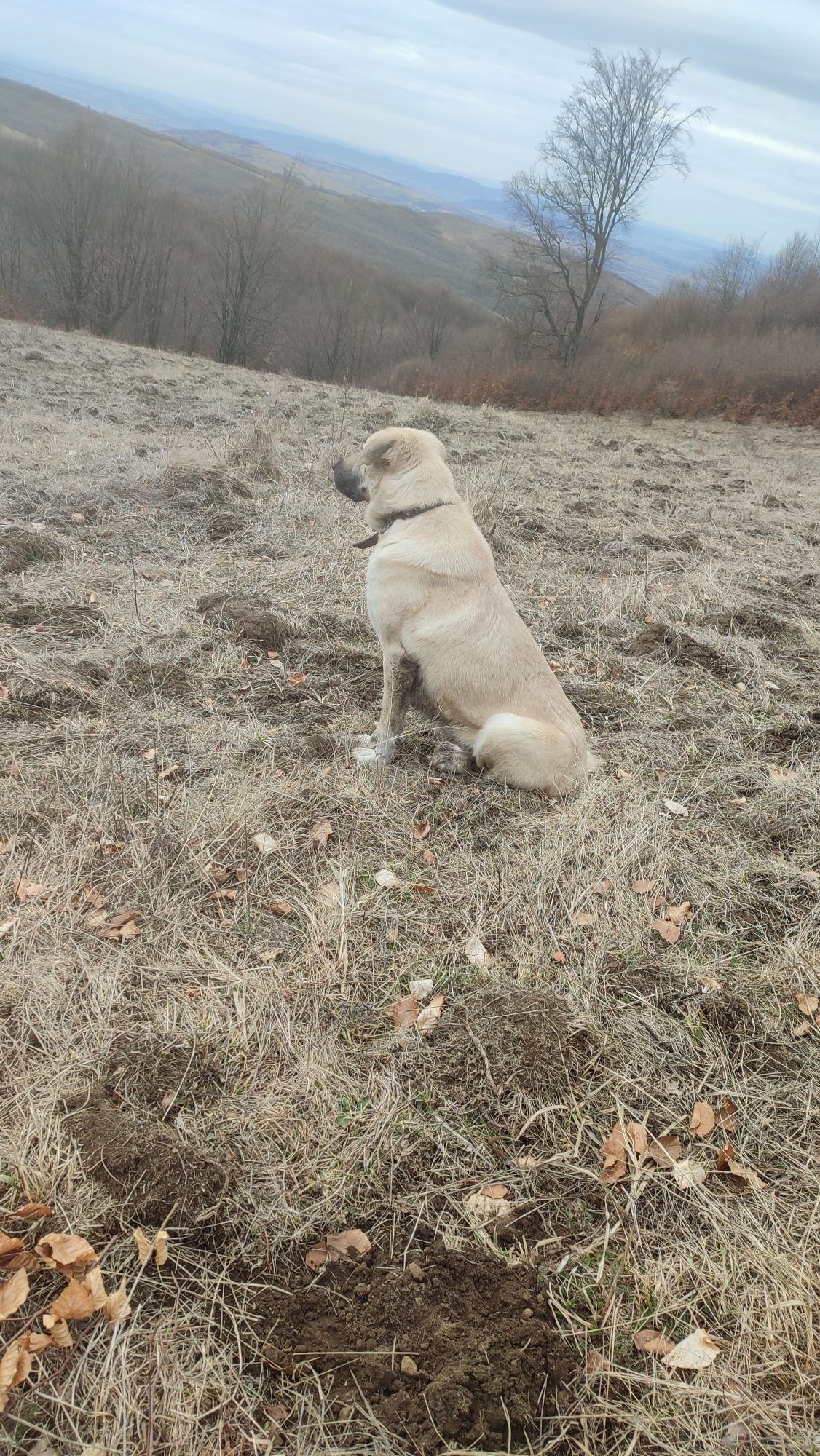 Vând femelă kangal