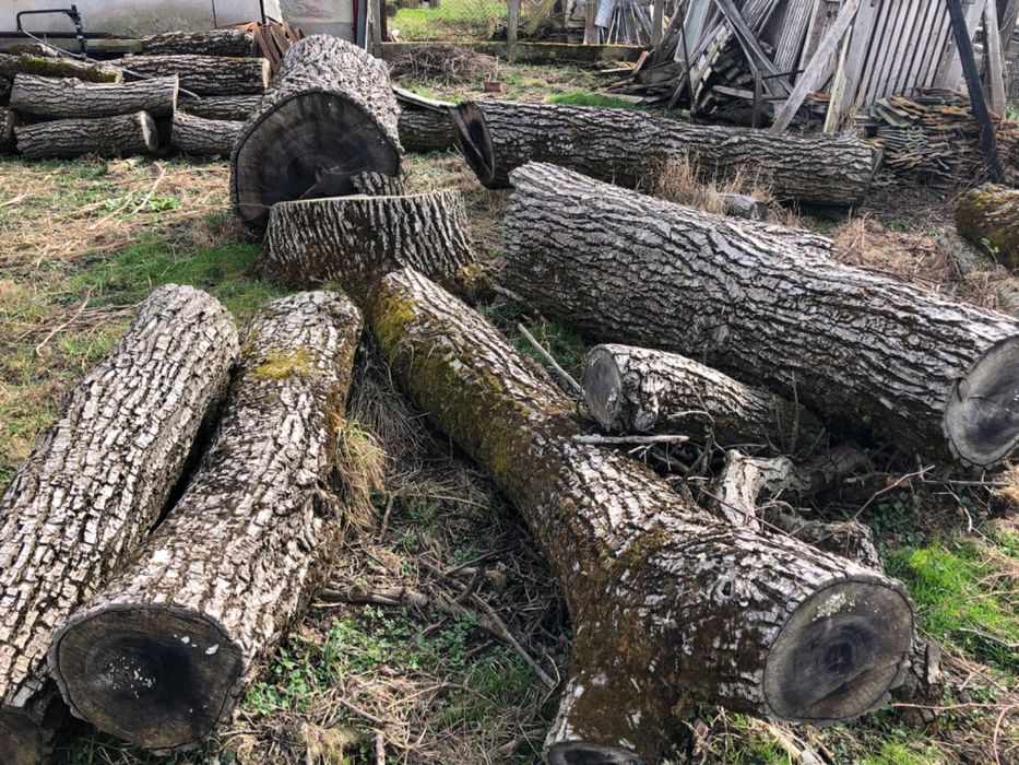 Vand lemn de nuc, jud. Salaj, loc. Somes Guruslau