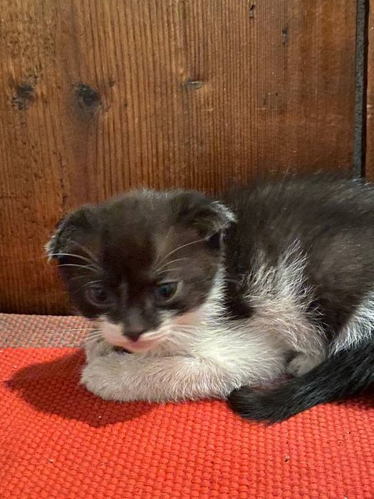 4 котёнка в хорошие руки