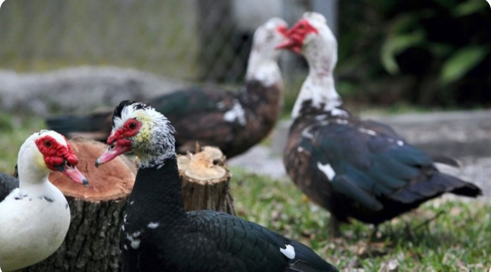 Rațe mute , leșești