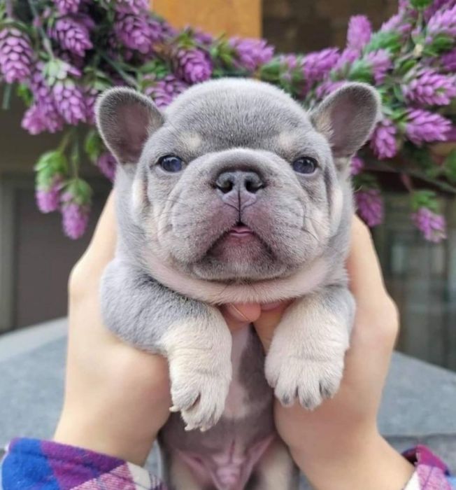 Малыши Редкого Окраса!