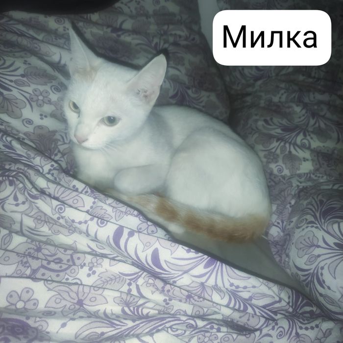 Кошки 6 месяцев ищут дом