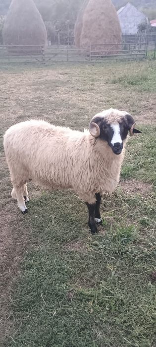 Berbecuț îngrășat cu porumb pentru pastramă) rotisor sau de prăsilă!!