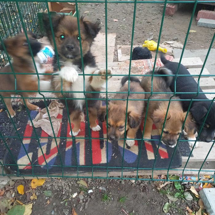 Ofer spre adoptie / donez catei
