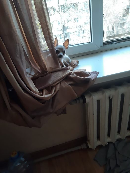 Пропала собака той терьер  по ул. А. Бырымжанова  за  вознаграждения .