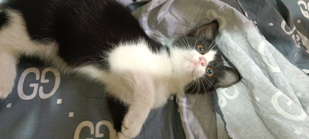 Котенок 2 месяца