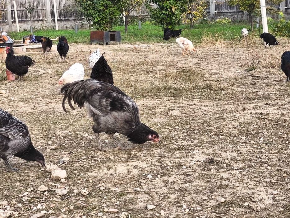 Cocoși  și puicuțe austrolop de vânzare