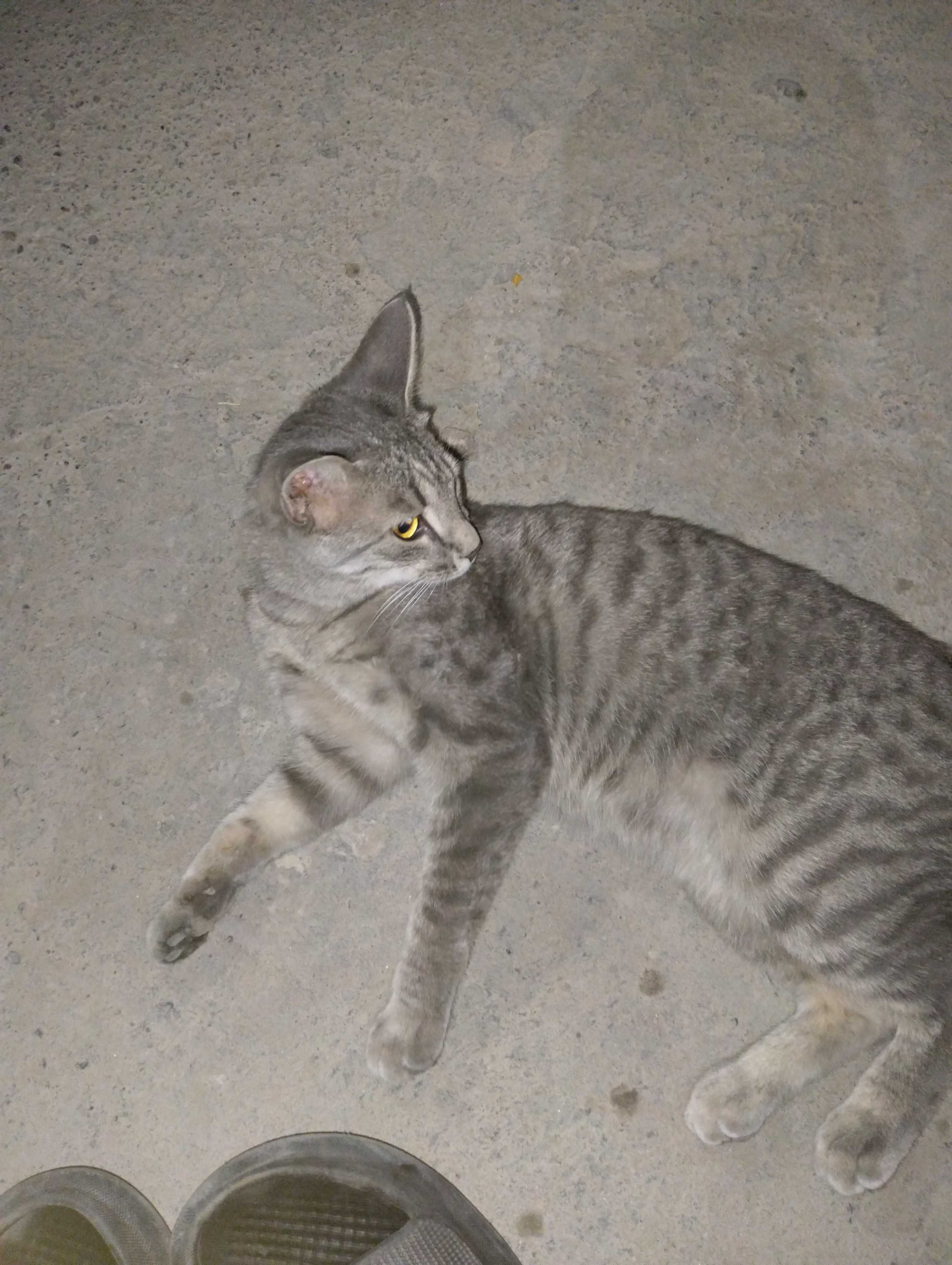 Котофей продаем не дорого