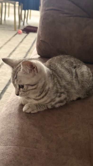 Продам котенка возраст 6 месяцев Скотиш страйт