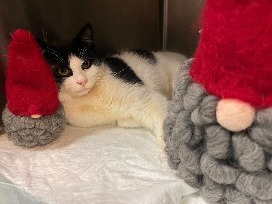 Коте домашен любимец