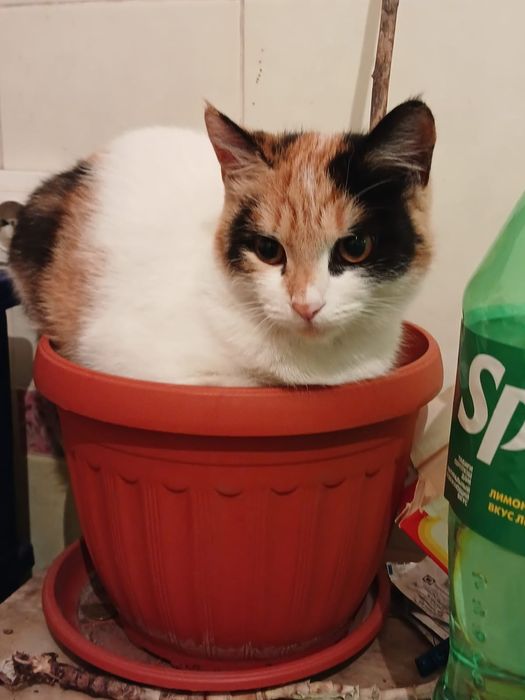 Отдадим взрослую кошку в хорошие руки,в связи с аллергией, 3года ей