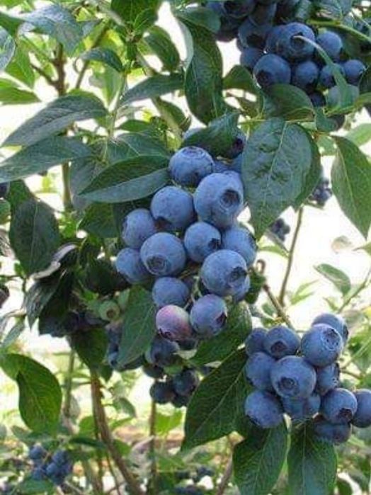 Plante Coacaz Aronia Afin