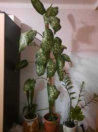 Продам комнатное растение Диффенбахия