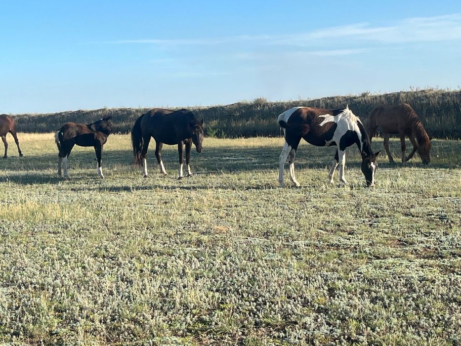 Продам кобылку с жеребенком
