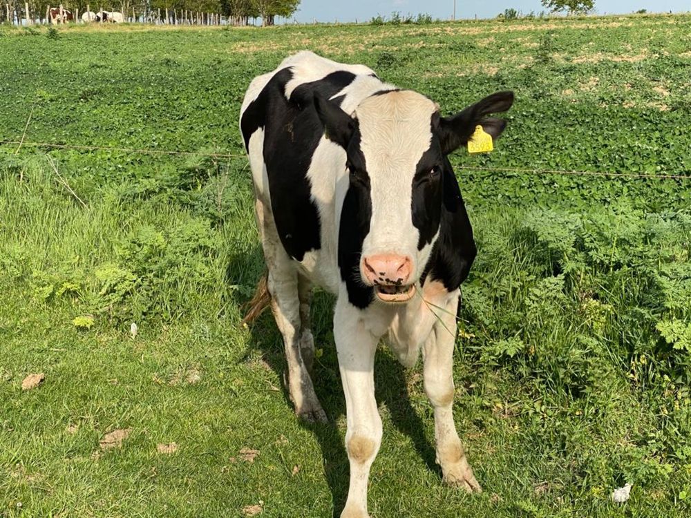 Vitele Holstein cu genetica buna