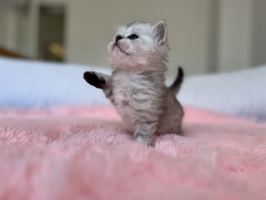 Pisici – 4 săptămâni – doar de rezervat.