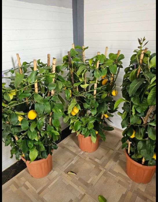 Copaci ornamentali mesteacan tei frasin artari