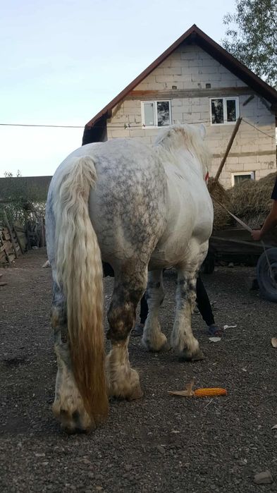 Armăsar  9 ani blând