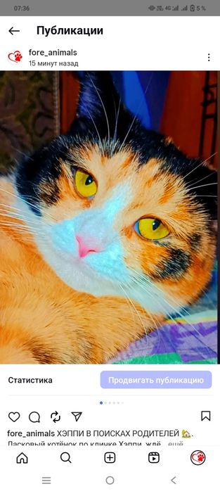 Хэппи ждёт семью