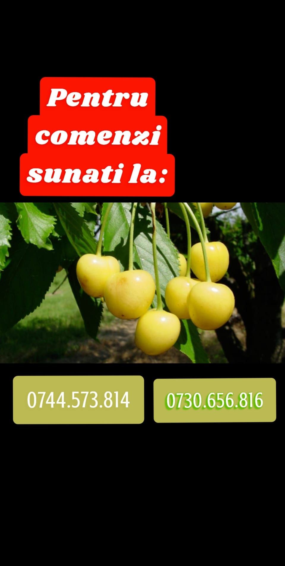 Afin canadian.Siberian.Ciresi.Coacaz.Aronia.Spalieri.Goji.Tei