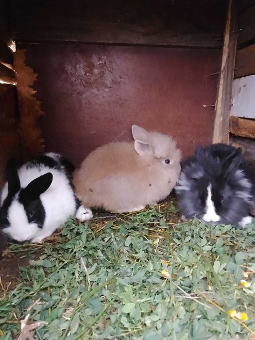 Vând iepuri de rasă cap de leu